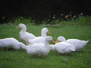 Ducks thinking OMA.jpg